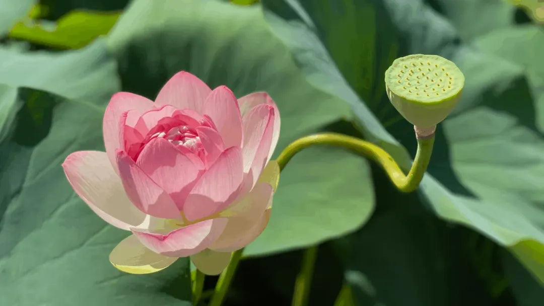 How to Grow Bowl Lotus: A Beginner’s Guide to Thriving Lotus Plants