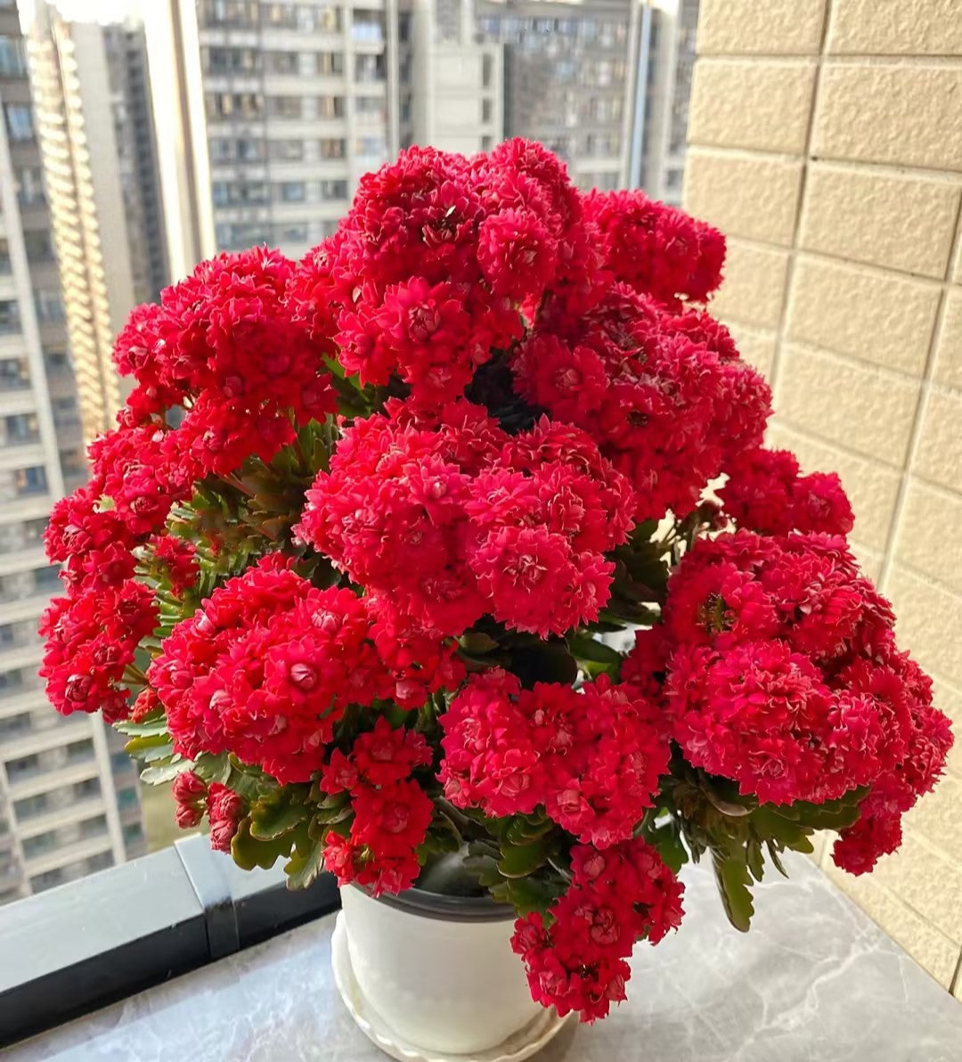 Kalanchoe Seed Garden Planting