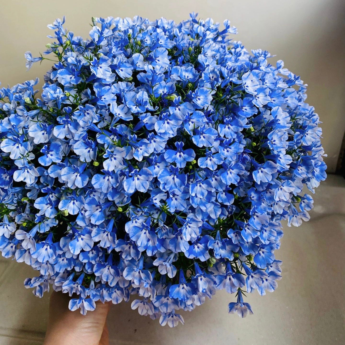 Lobelia Seeds - One of the best edging plants