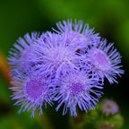 Ageratum Aloha Blue F1