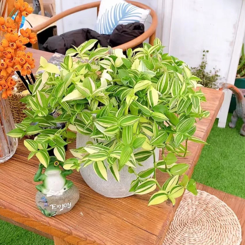 💐Oil Painting Wedding Orchid—The Wandering Jew