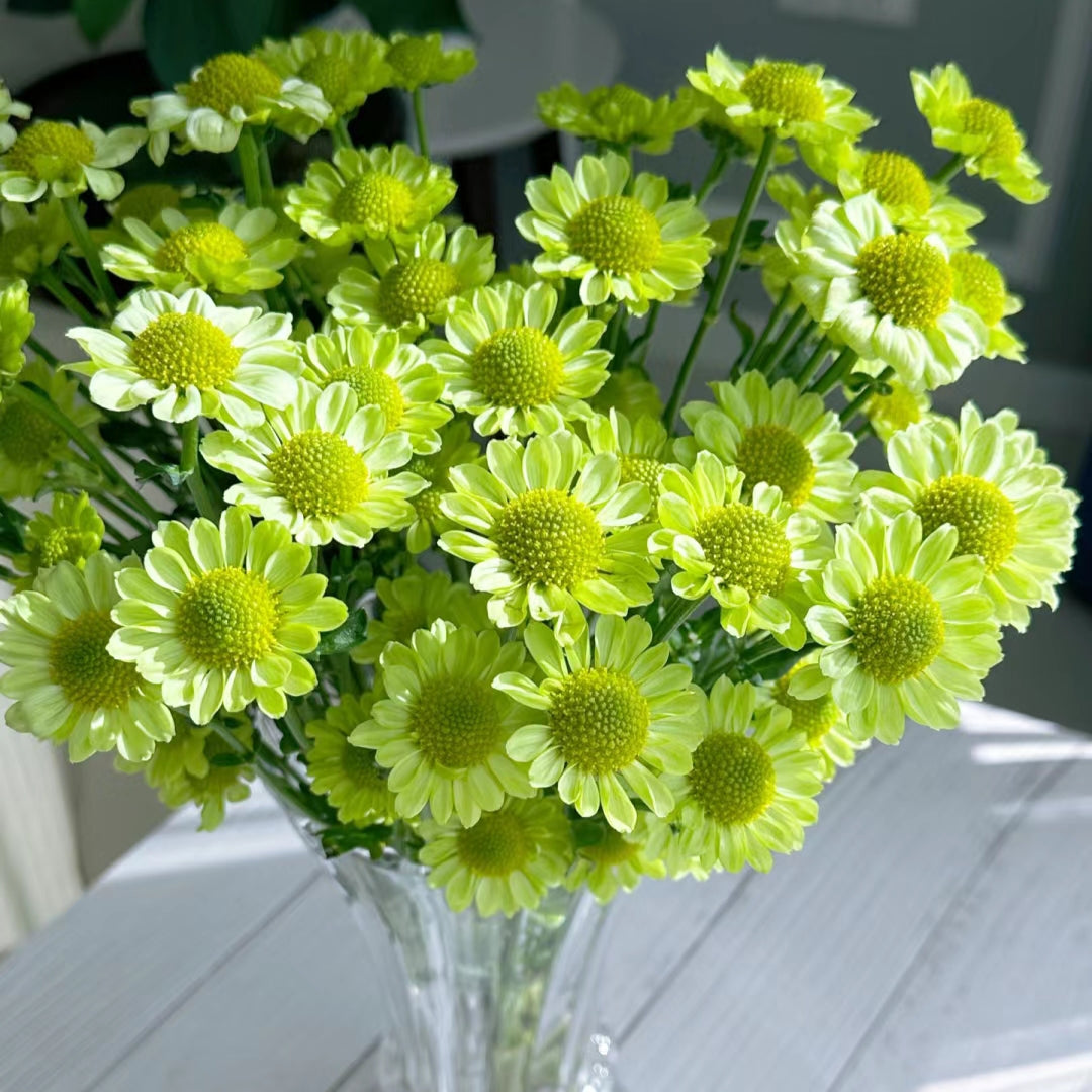 Small Daisies - Multi-color Flower Seeds