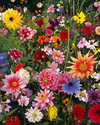 Mixed Perennial Flowers Seeds-Over 60 kinds mixed