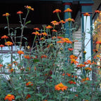 Orange Sunflower,Tithonia Speciosa Goldfinger flower Seeds