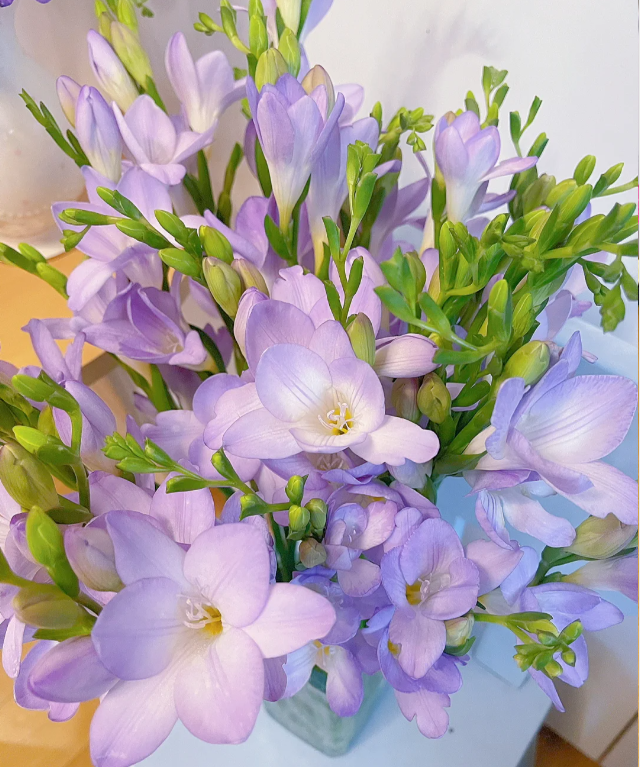 💐Freesia Bulbs-Happiness Arrives