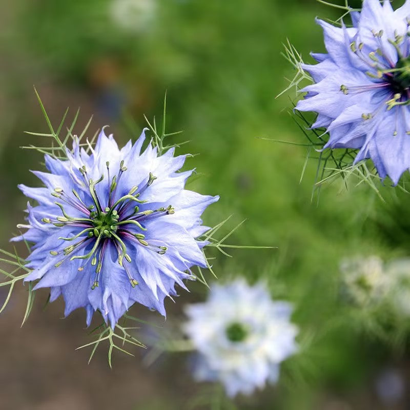 Love-In-A-Mist Seeds