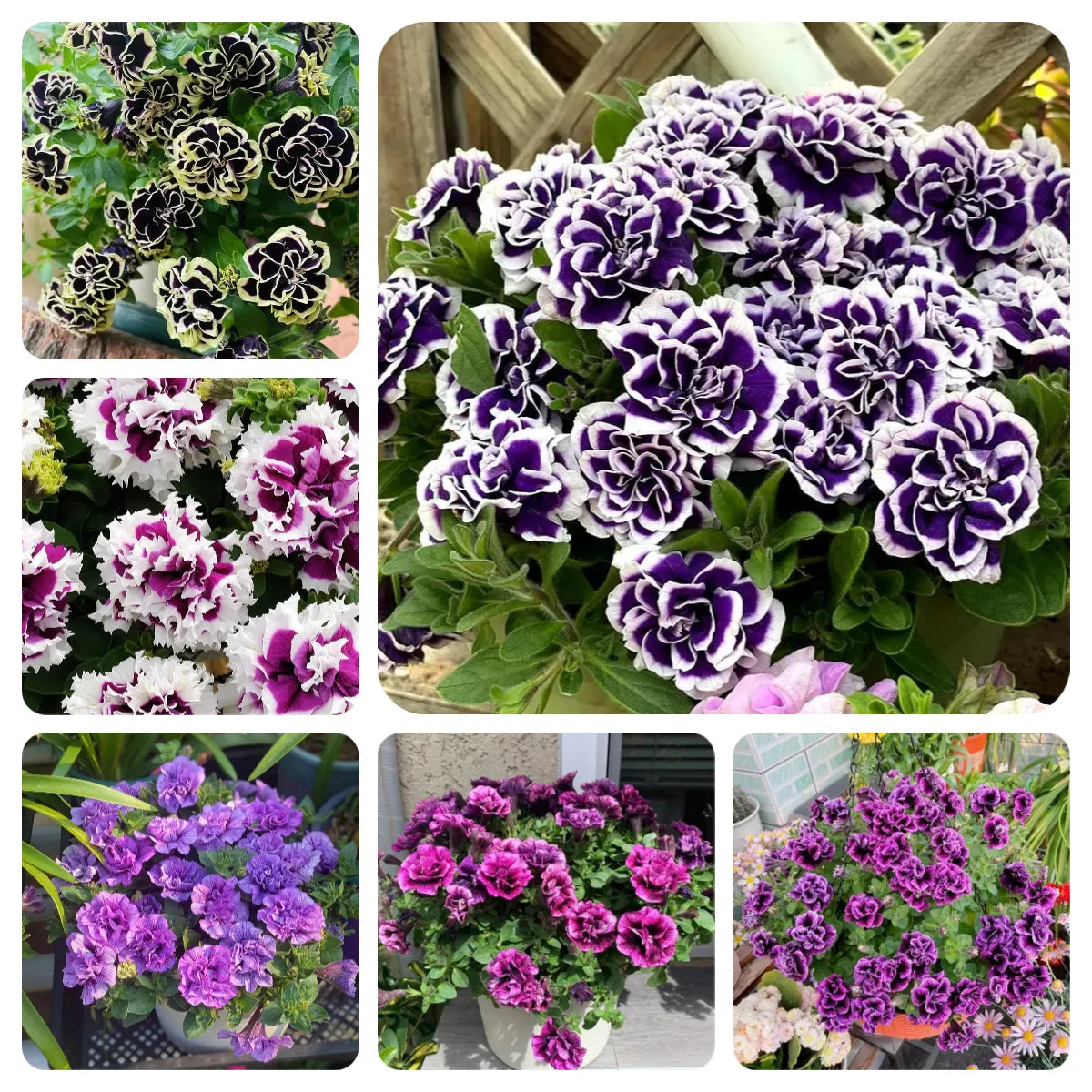 🌸Rare Double Petunia Seeds