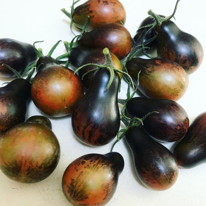 Blue Keyes Tomato Seeds • Dark Anthocyanin Pear Cherry • Open Pollinated • Modern Variety