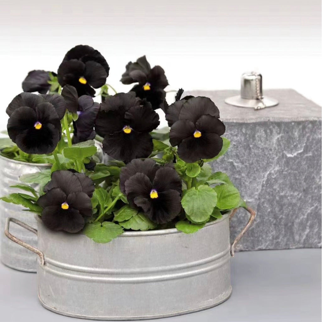 Pansy Seeds Black Devil Pansy