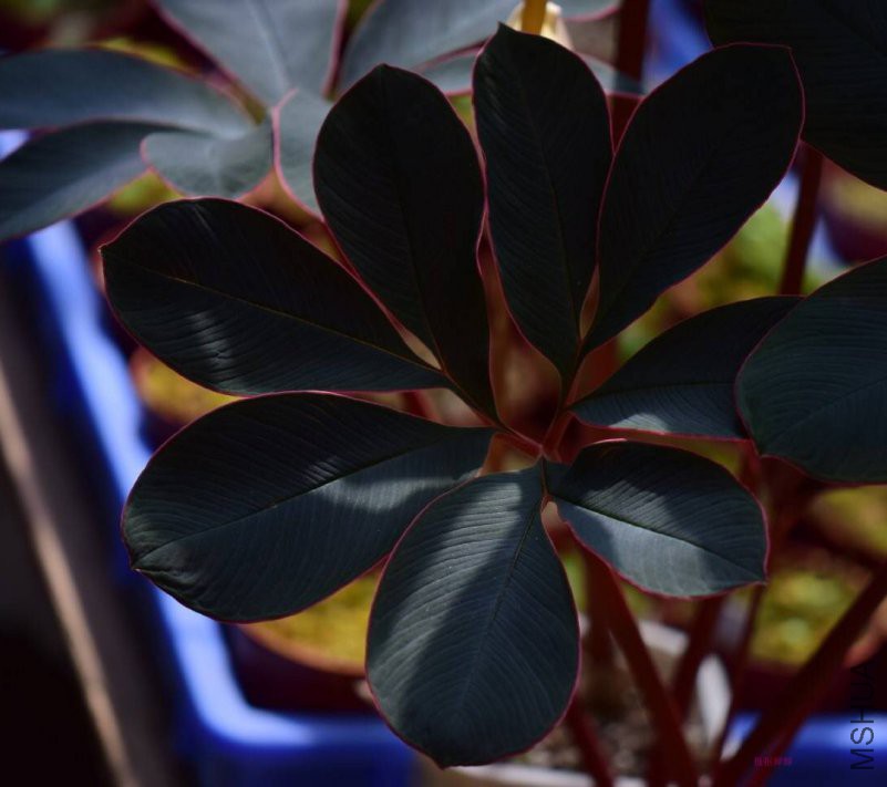 20 Pcs Tricyrtis Hirta Seeds