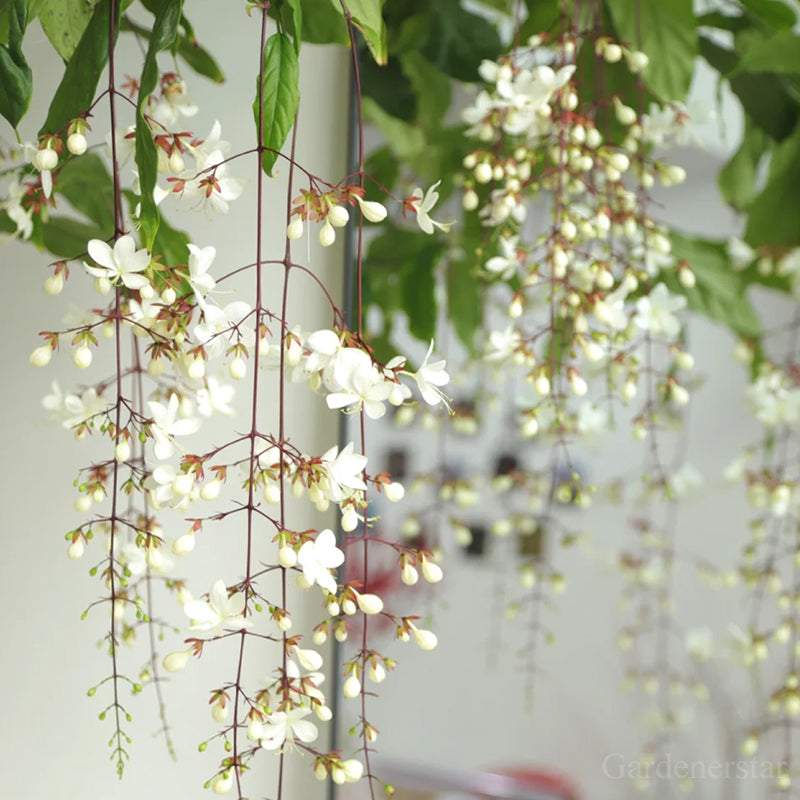 🌼Weeping Jasmine Seeds - White Jade Butterfly