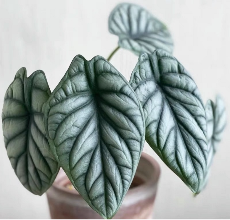 Alocasia baginda 'Silver Dragon' RARE Indoor and Outdoor Live Tropical House Plant