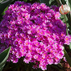 Lewisia Cotyledon Flower Seeds