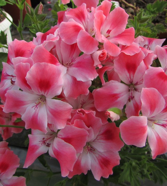 Candy Flowers Peach Cloud Seeds