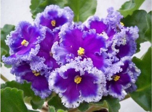African Violet - saintpaulija Reigning Beauty