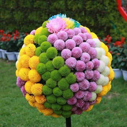 20 colorful ping pong chrysanthemum seeds