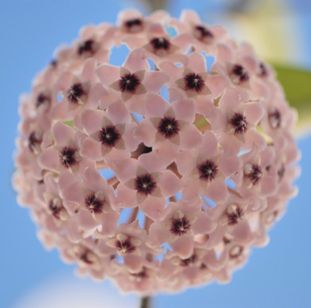 Hoya Carnosa Flower Seeds-Large Hydrangea Clustered with Many Star-shaped Florets
