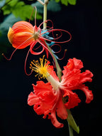 Chandelier Hibiscus Seeds