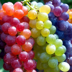 Rare Rainbow Hybrid Grape Organic