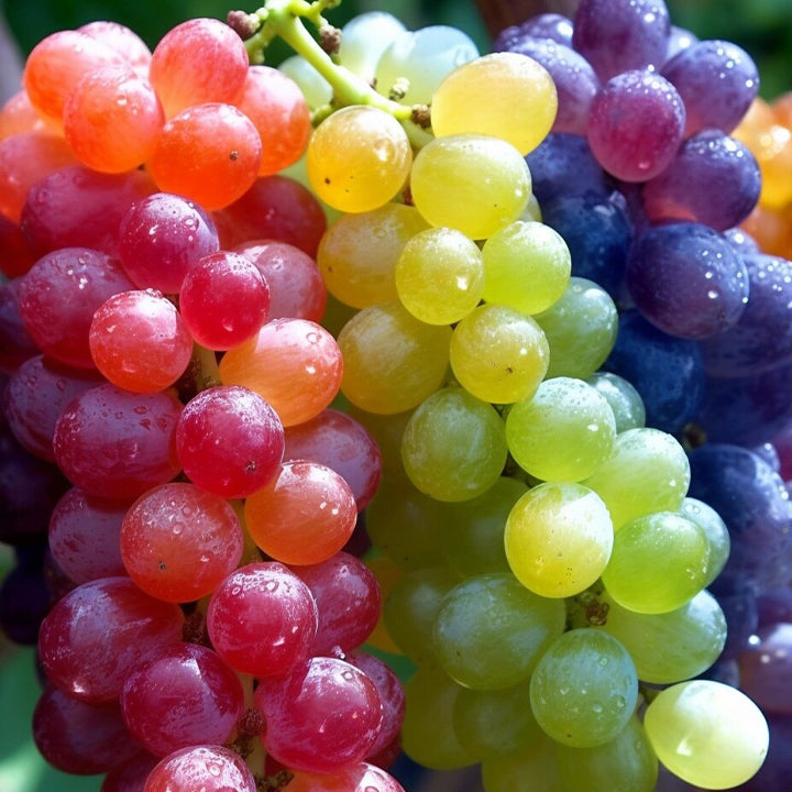 Rare Rainbow Hybrid Grape Organic