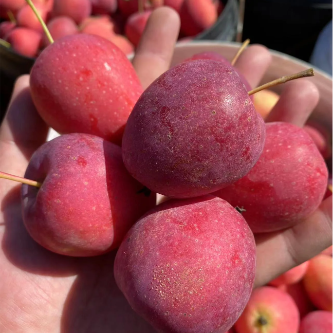 Xantolis Stenosepala Mini Apple Seeds