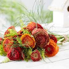 RANUNCULUS PICOTEE CAFE