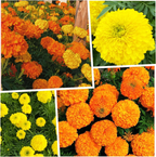 🌸Colorful Marigold Seeds