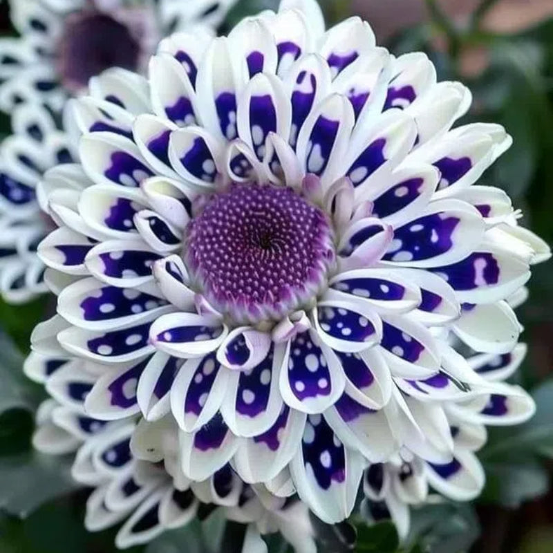 🌸Captivating Starry Night Dahlia 🌸