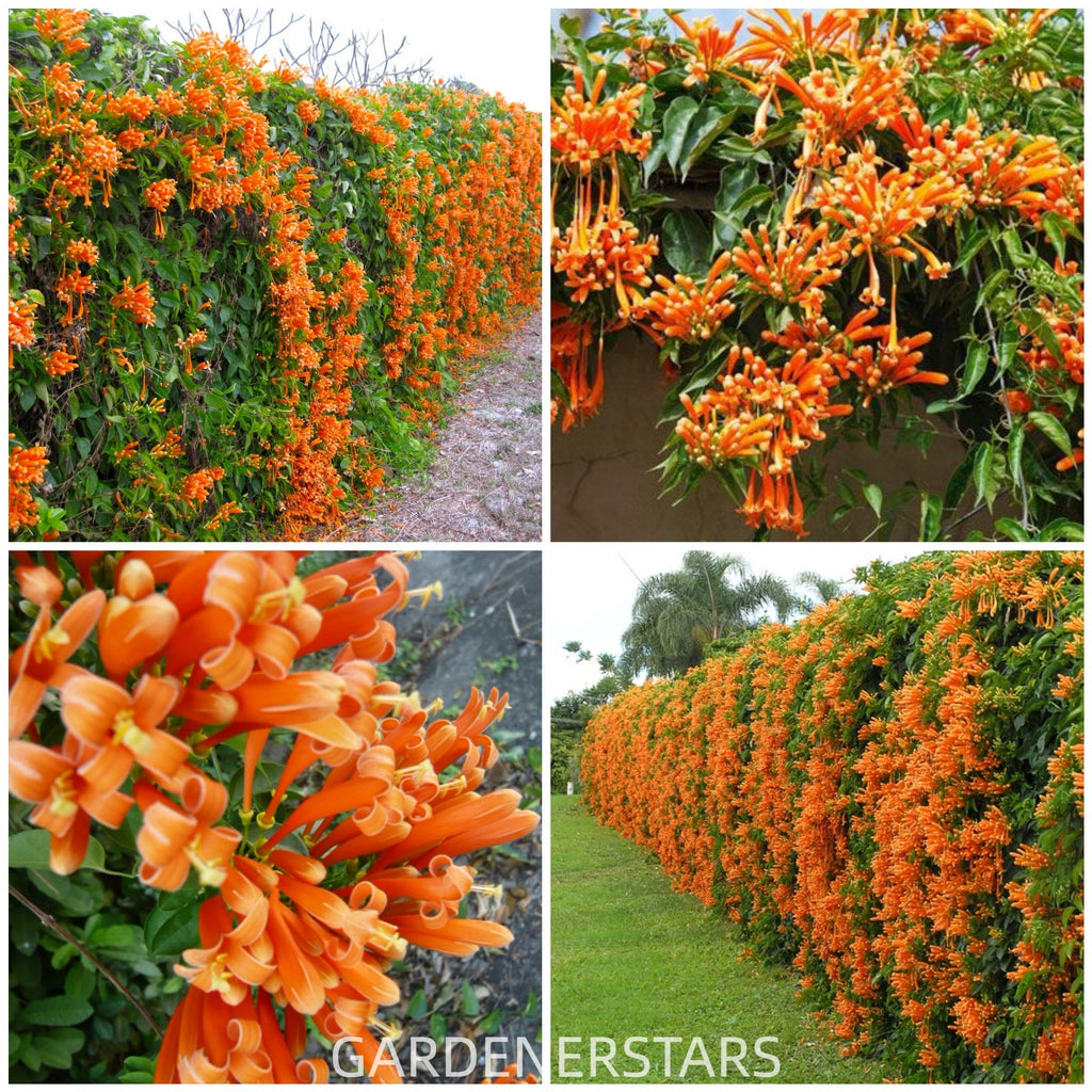🧡Pyrostegia Venusta Flower