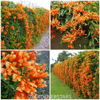 🧡Pyrostegia Venusta Flower