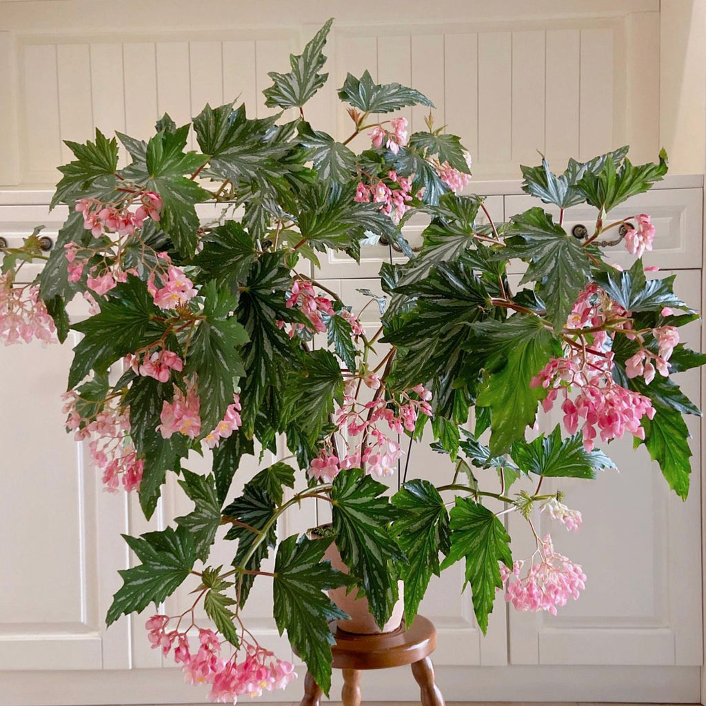 Begonia Aconitifolia
