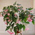 Begonia Aconitifolia
