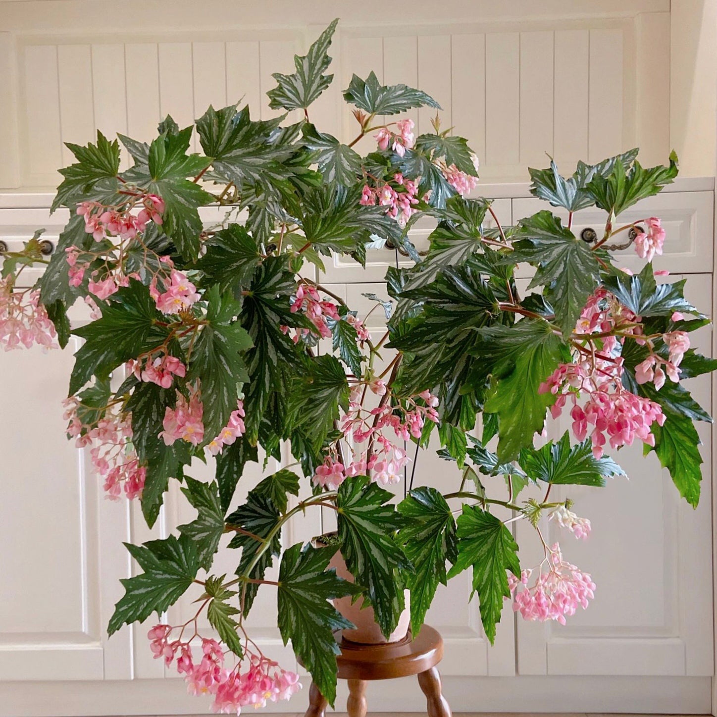 Begonia Aconitifolia