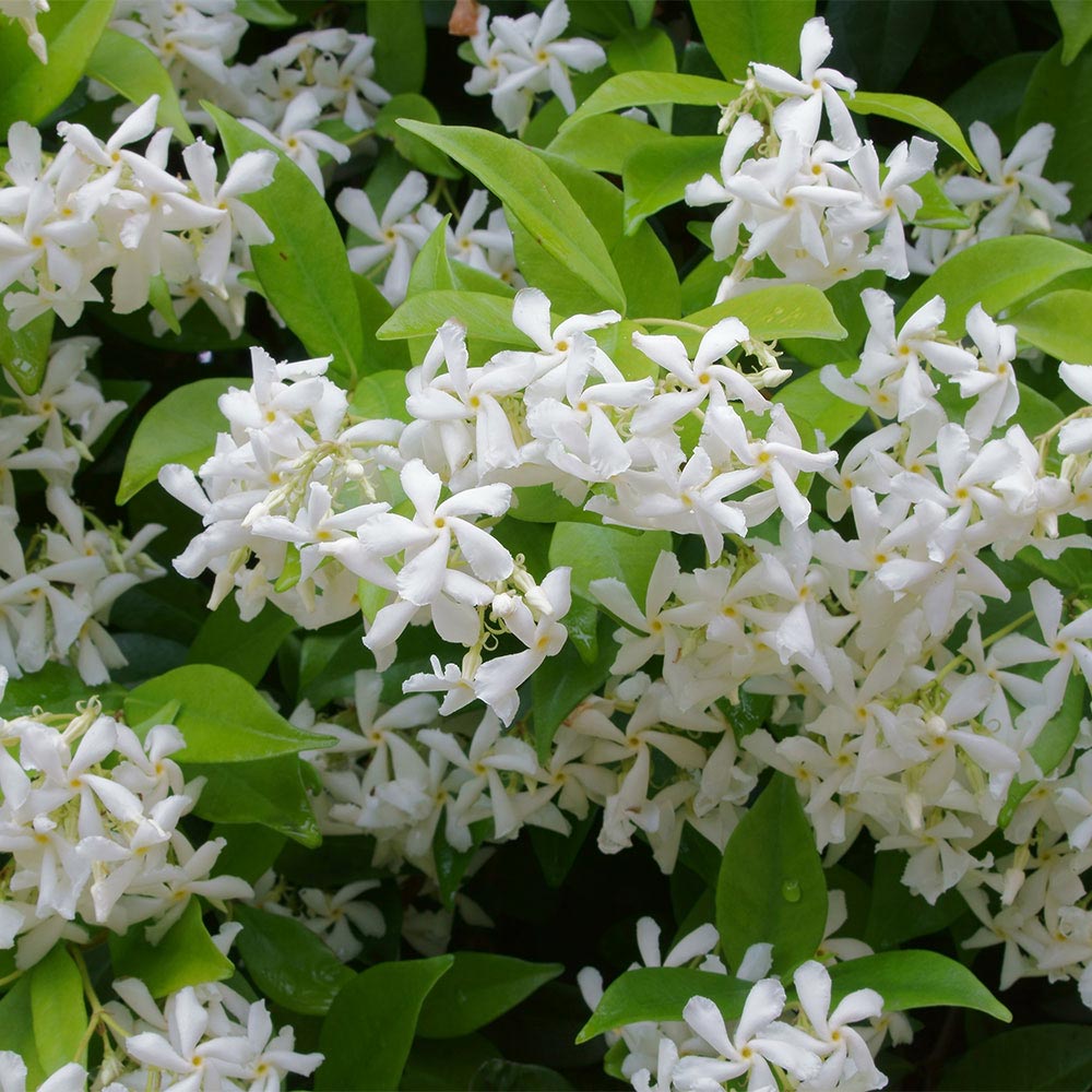 🌟Star Jasmine