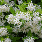 🌟Star Jasmine🌟
