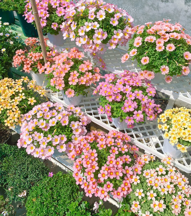 Multicolor Oxalis Seeds