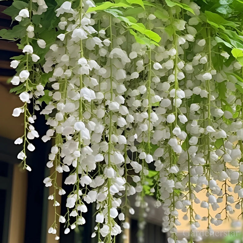 🌼Weeping Jasmine Seeds - White Jade Butterfly