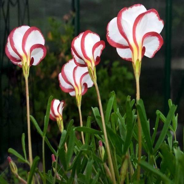 Oxalis Versicolor (Candy Cane Sorrel)