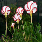 Oxalis Versicolor (Candy Cane Sorrel)