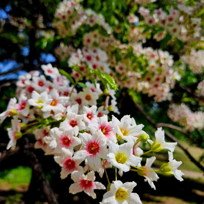 Xanthoceras Sorbifolia, Raintree Flower Seeds