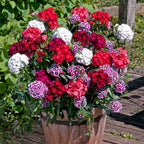 Dianthus Corona Mixed Seeds