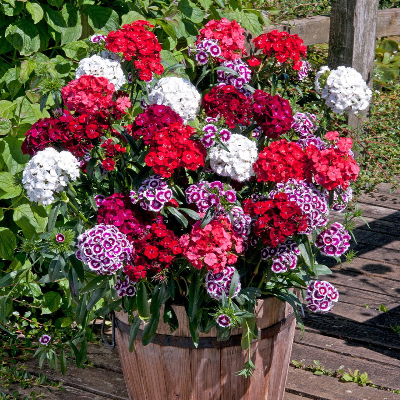 Dianthus Corona Mixed Seeds