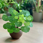 Stephania Erecta Climbing Greenery Seeds