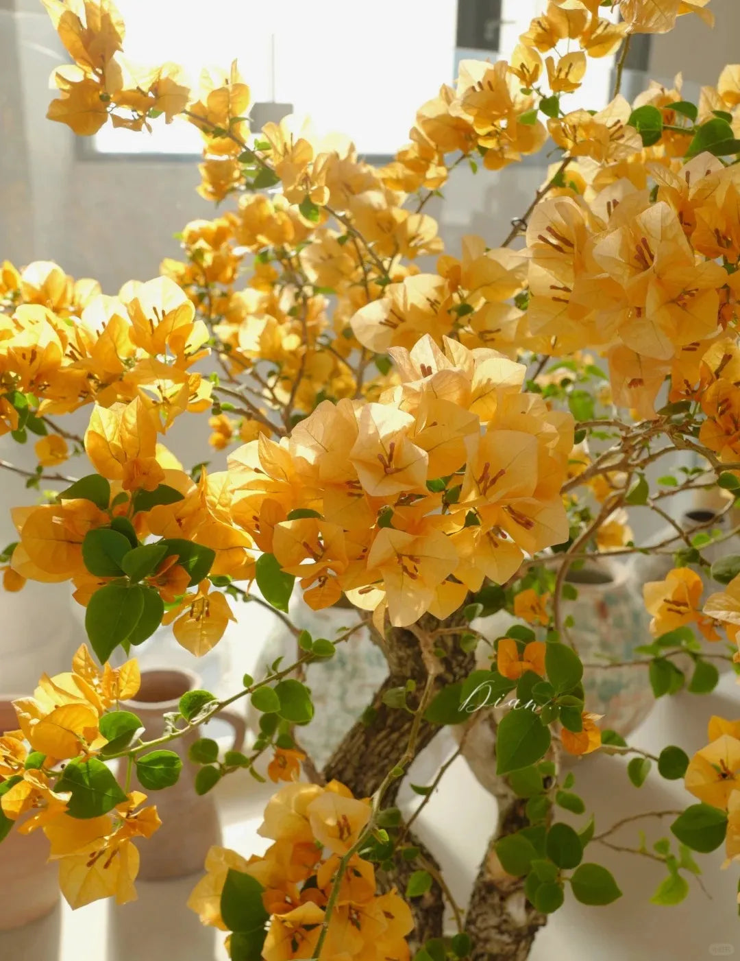 💐Bougainvillea – Easy To Grow And Beautiful