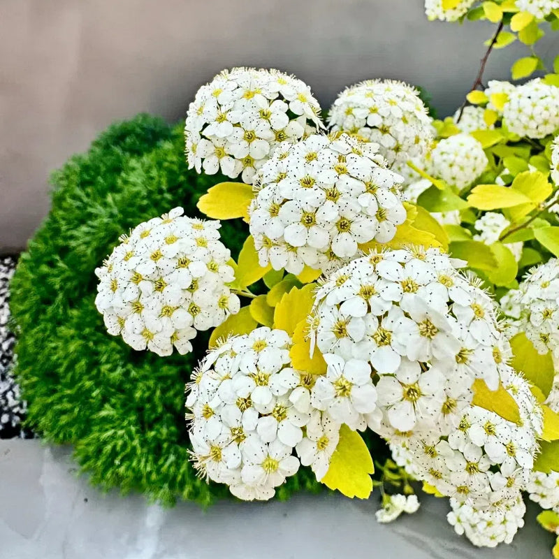💛Golden Fountain Spiraea