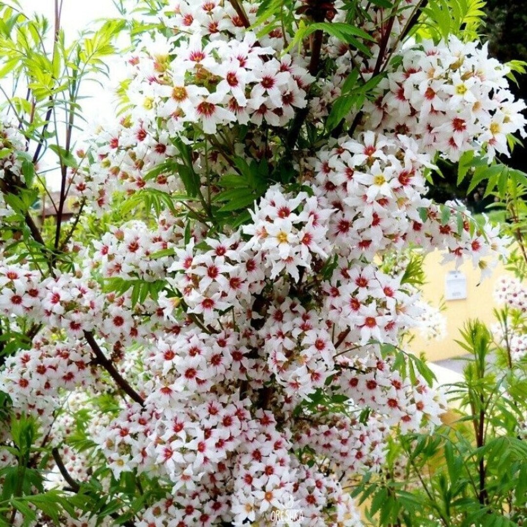 Xanthoceras Sorbifolia, Raintree Flower Seeds
