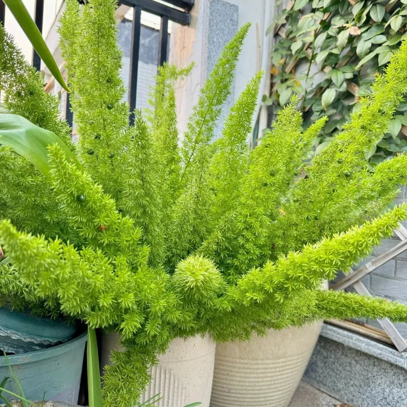 Asparagus Meyeri 'Foxtail Fern' Seeds