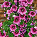French Mallow Seeds (Malva sylvestris)