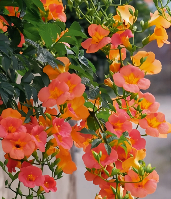 🧡Campsis Radicans -The First Choice For Wall-Climbing Plants