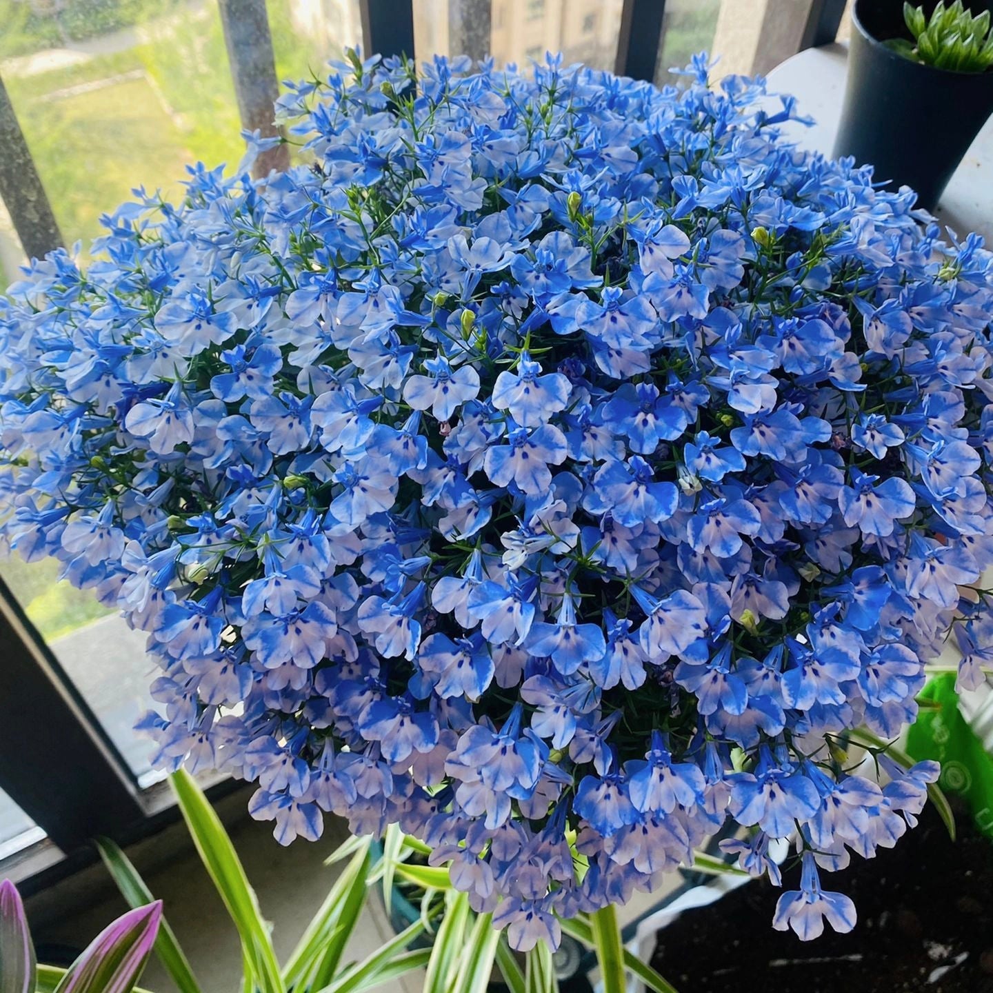 Lobelia Seeds - One of the best edging plants